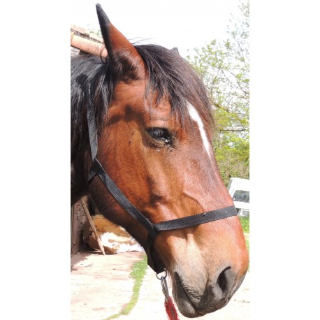 Licol nylon de sous bride