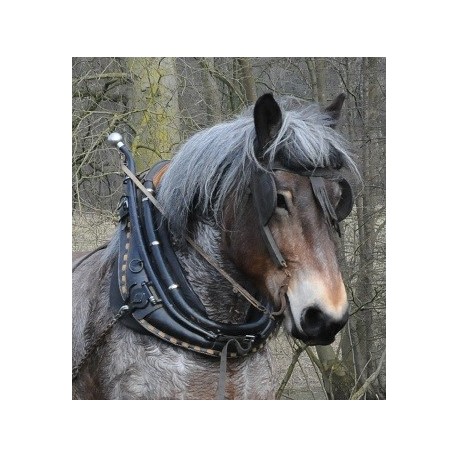 Collier américain mixte pro