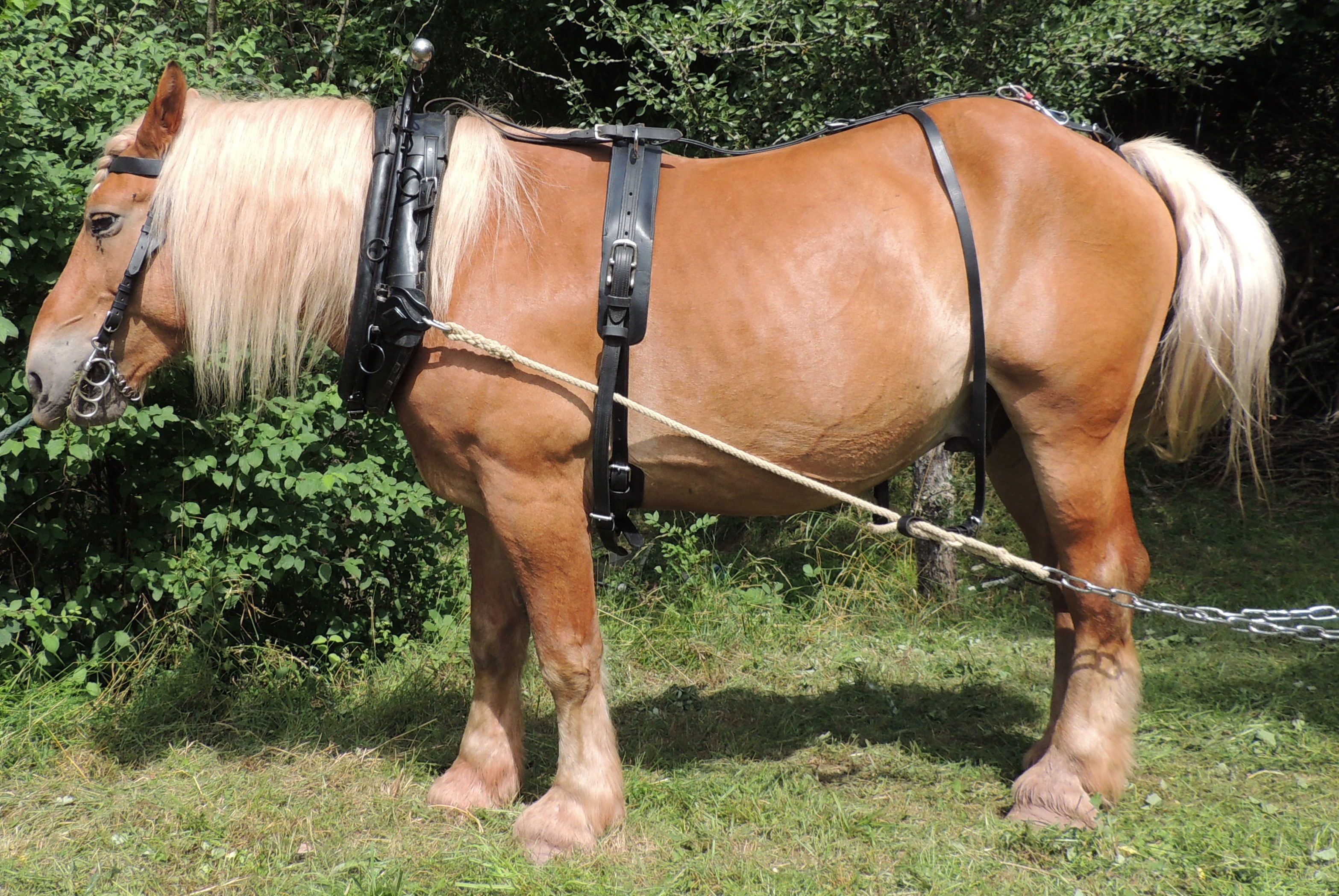 Harnais De Transport à Arbre En Boucle Fermée Pour Cheval - Biothane - US