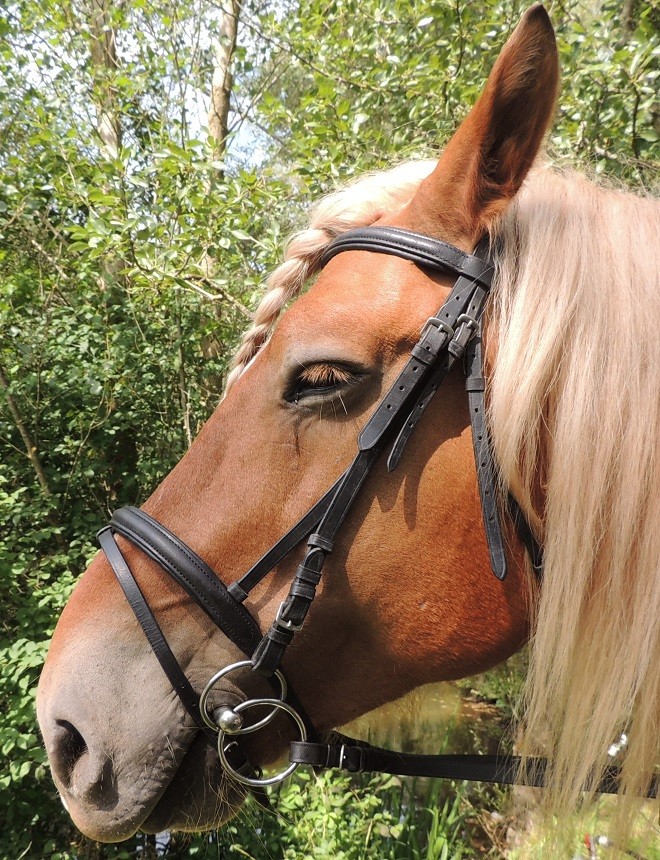 Bride De Cheval Weymouth En Cuir Avec Doubles Rênes – Fabriquée En Inde, Livraison Gratuite
