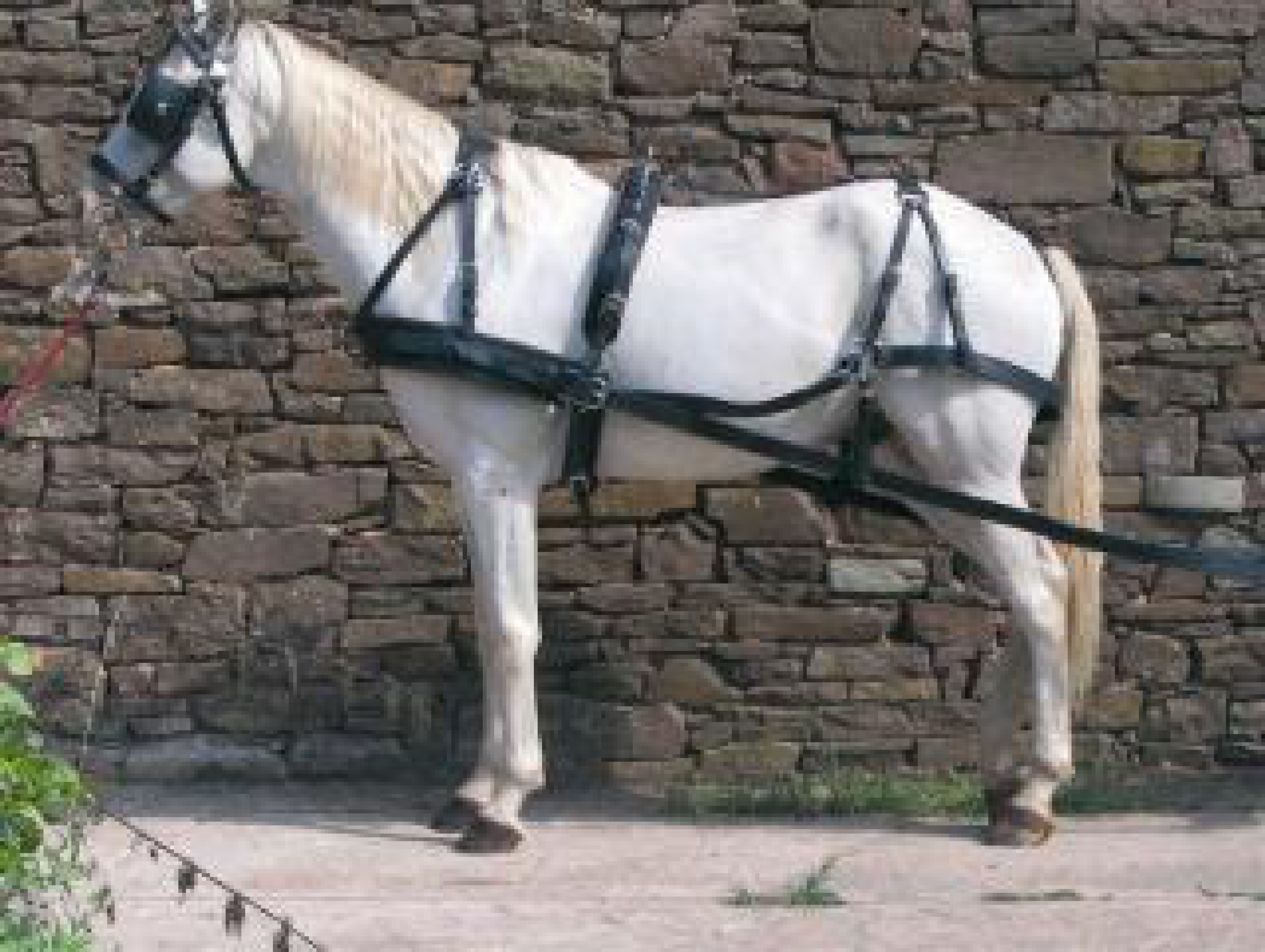 HARNAIS de CHEVAL EN CUIR/SYNTHÉTIQUE AVEC REMBOURRAGE DOUX