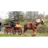 cheval Comtois attelé