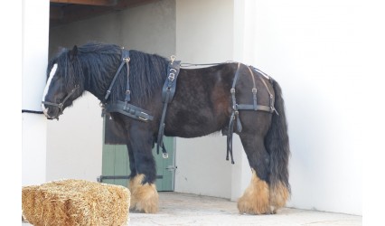 Harnais marathon saumur Pro Boucle Laiton