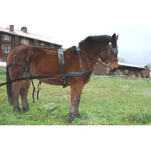 Harnais De Traction En Biothane Quick Hitch Orange Et Noir Pour Cheval