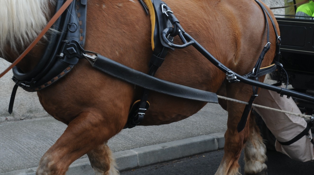 Harnais De Cheval En Cuir Noir Pour Chariot - Coussinets D'épaules - Taille Cheval Complet
